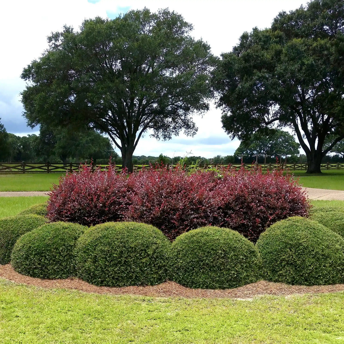 Dwarf Yaupon Holly