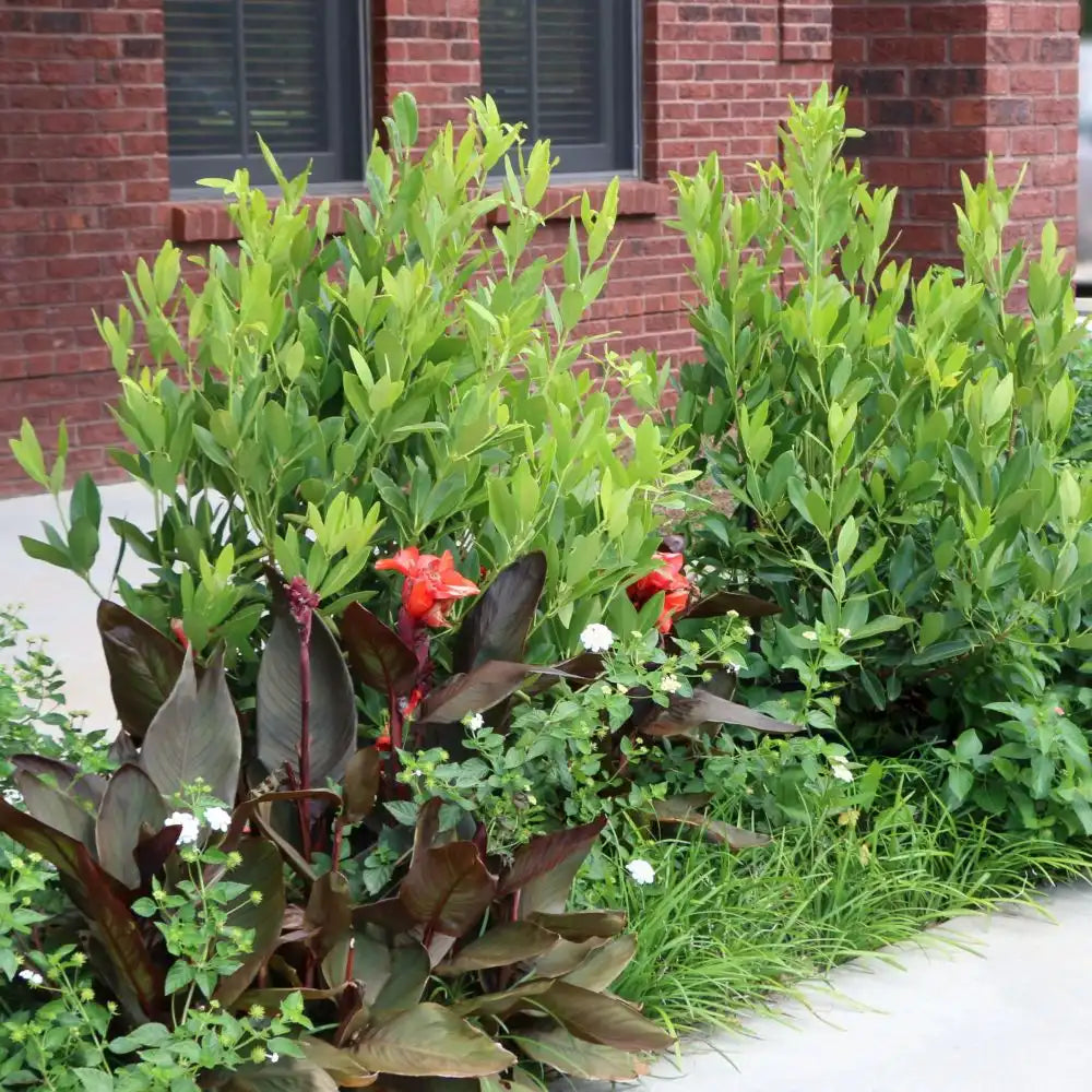 Anise Tree