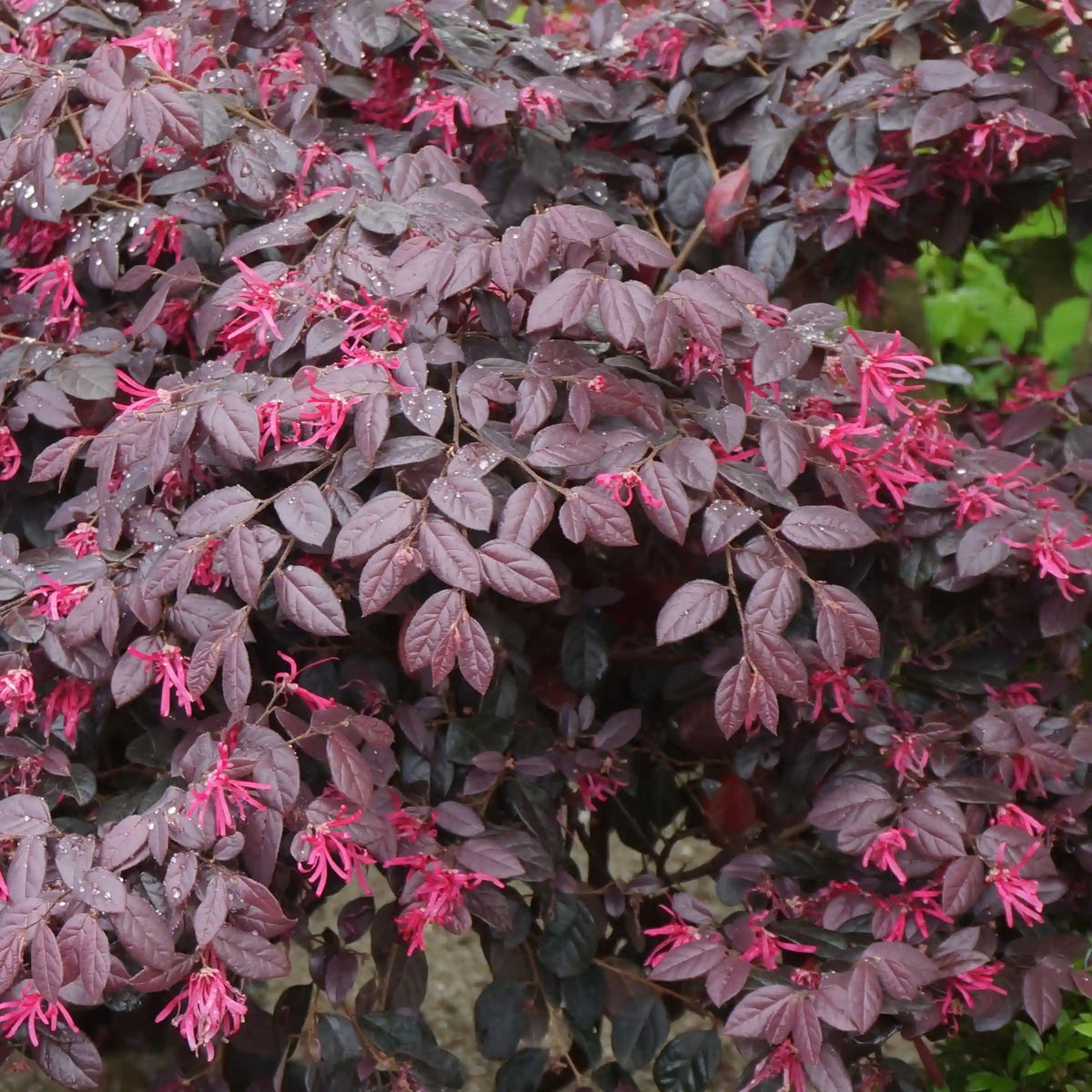 Carolina Midnight Loropetalum