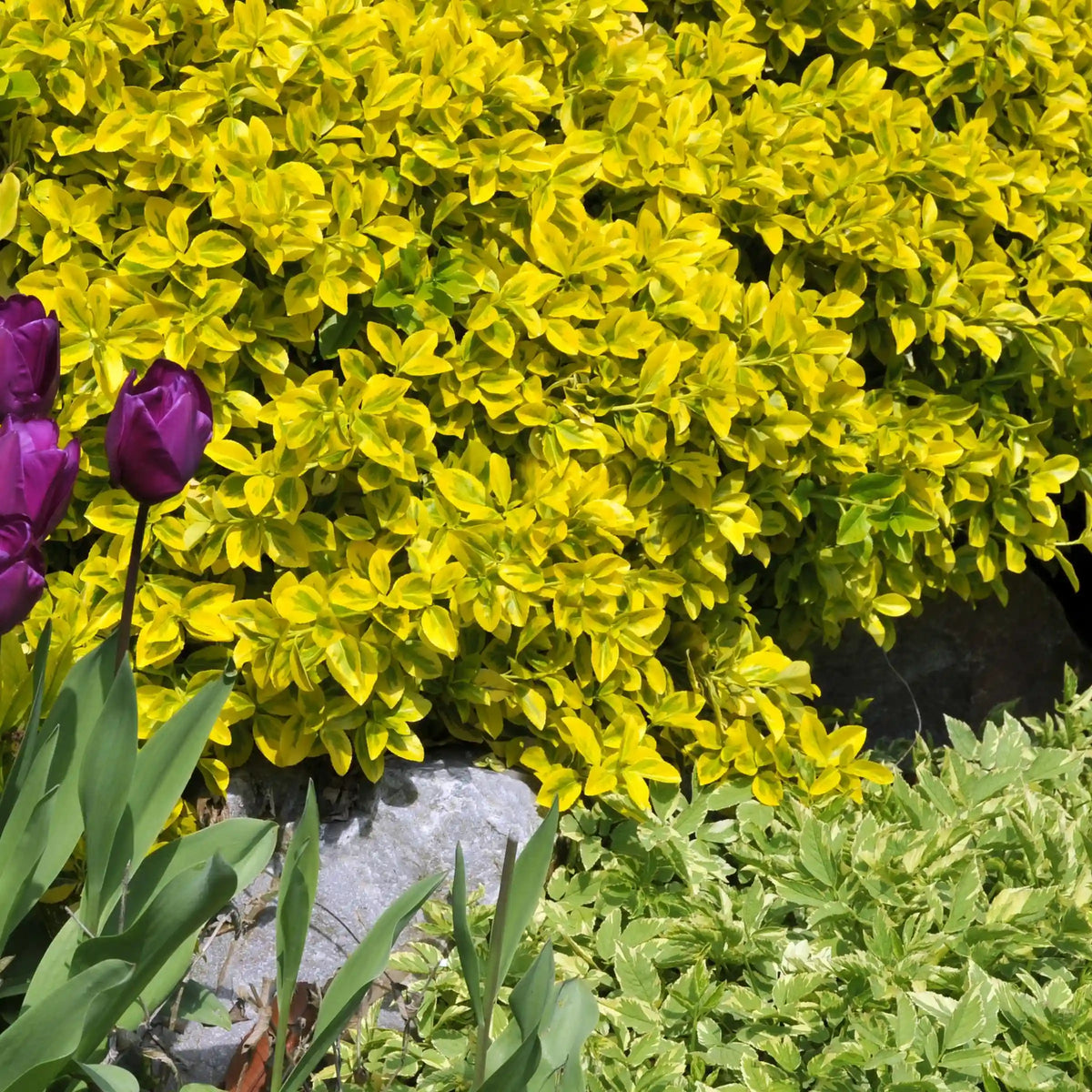 Golden Euonymus Shrub