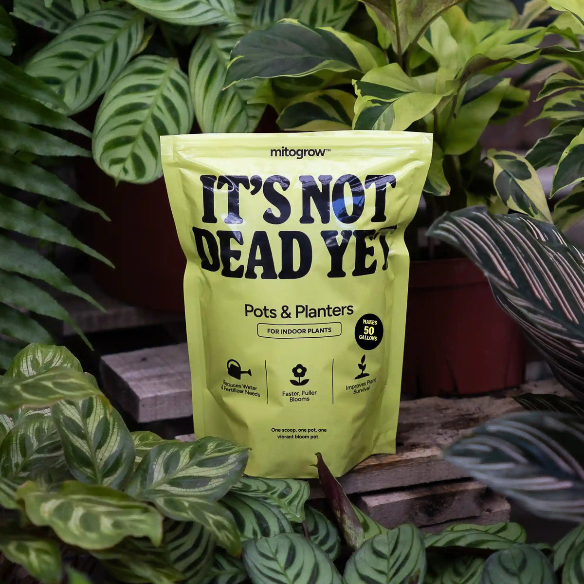 MitoGrow It’s Not Dead Yet Pots & Planters Biostimulant (0.5 lb)