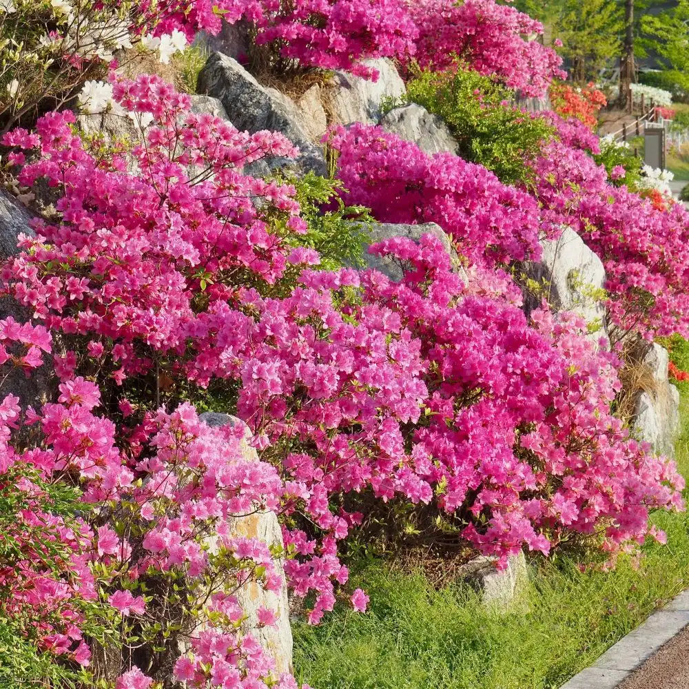 Pride of Mobile Azalea